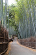 Kyoto, Japan - bamboo grove in Arashiyama