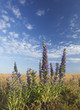 Viper's bugloss on alvaret