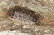 Woodlouse on wood, macro photo