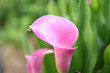 arum, calla, zantedeschia rehmanii
