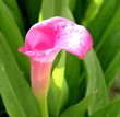 fleurs d'arum,zantedeschia rehmanii