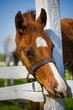 Horse on pasture