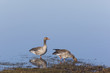 Photo: Greylag geese Greylag geese