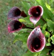 fleurs d'arum,zantedeschia rehmanii