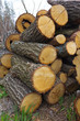 heap of fresh trunks in a forest