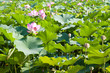 lotus in a pond in the park