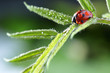 ladybug with water drop on green leaf