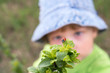 Photo: little boy look red ladybird little boy look red ladybird