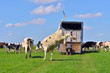 cow jumps in green meadow after transport from stable