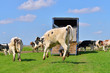 cow jumps in green meadow after transport from stable