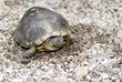 emys orbicularis, European pond turtle