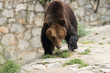 bear is coming