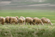 sheep grazing
