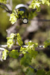 vin et vigne