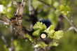 vin et vigne