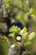 vin et vigne
