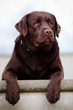brown labrador dog