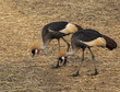 Big Bird CROWNED CRANE (Balearica regulorum)