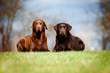 two brown labrador retriever dogs outdoors