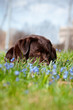 labrador retriever dogs in the flowers