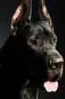 black dog