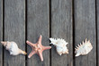 Background of sea shells