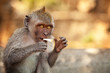 Young smooking monkey