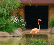 greater flamingo