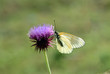 Aporia crataegi, Pieride del biancospino