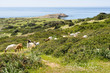 Sardegna, Buggerru, Capo Pecora
