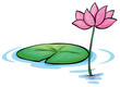 A waterlily flower