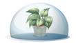 A plant inside a transparent dome