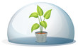 A plant in a pot inside a transparent dome