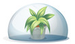 A plant in a pot inside a transparent arc