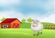 A sheep in the farm with barn and wooden fence at the back