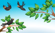 Three birds at the forest