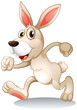 A male rabbit