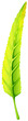 A green elongated leaf