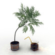 home plant drinking whiskey