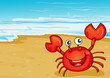 A crab at the seashore