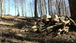forest morning logs bunch of old stumps