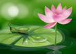 A grasshopper above a waterlily beside a pink flower
