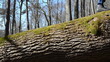 woman goes an old fallen tree trunk in the forest