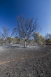 burned forest