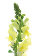 Yellow Snapdragon isolated on white background