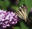 Foto: Swallowtail butterfly on lilac flower, Syringa Swallowtail butterfly on lilac flower, Syringa