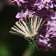 Foto: Swallowtail butterfly on lilac flower, Syringa Swallowtail butterfly on lilac flower, Syringa