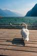 Beautiful swan and the lake