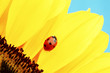 Foto: ladybug on sunflower ladybug on sunflower