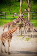 giraffes in the zoo
